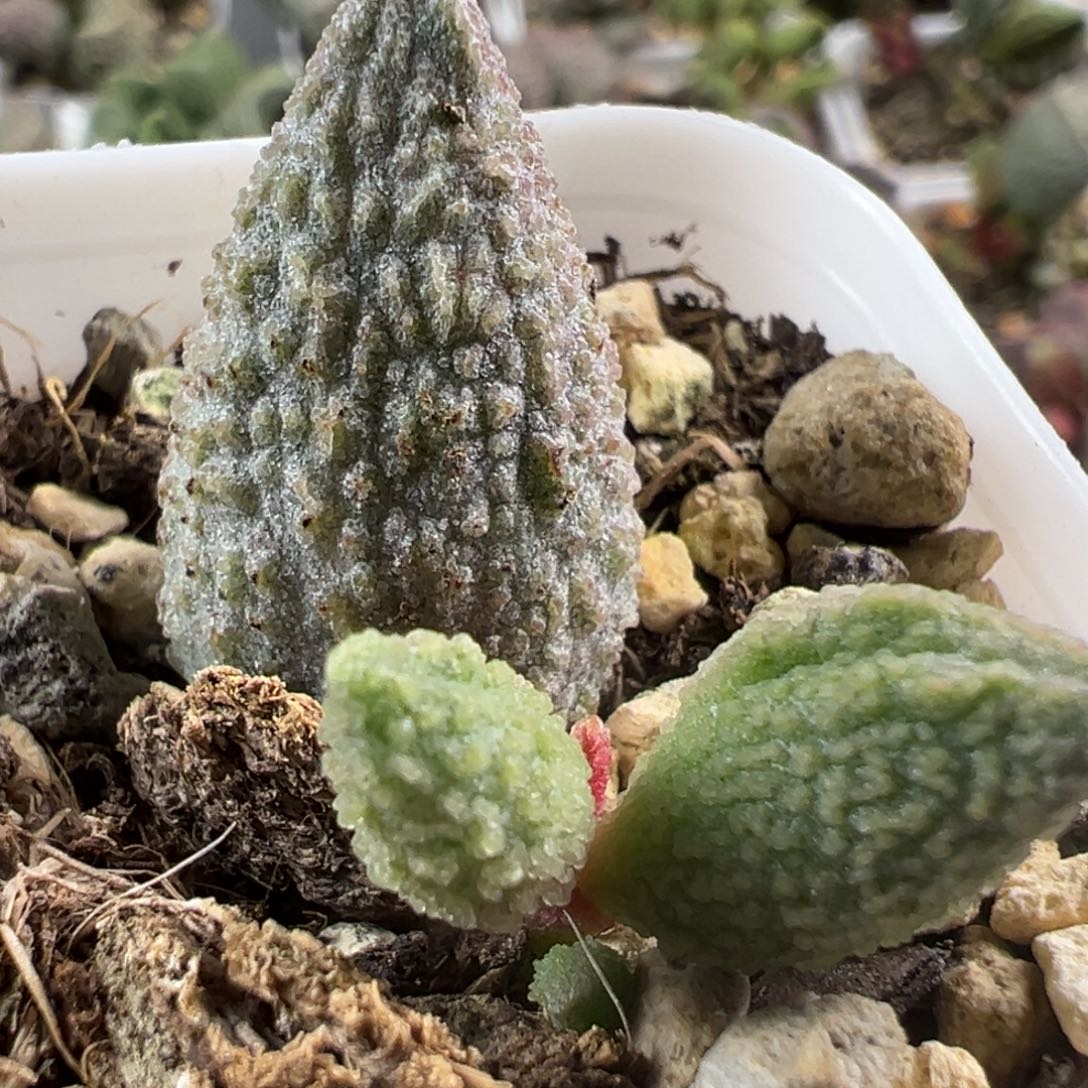 实生新品大苗多肉植物水泡