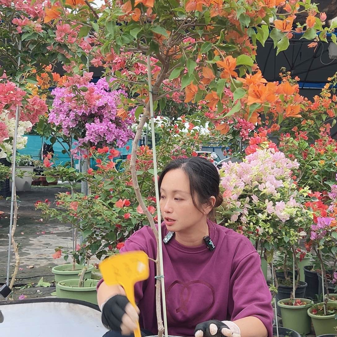 大部分花苞少量开放K37橙桑巴