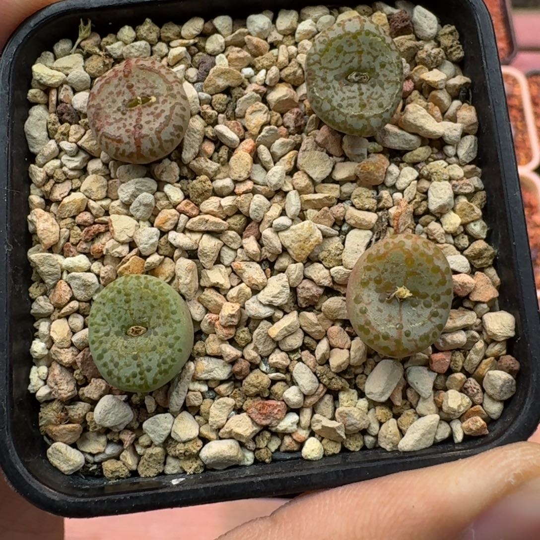 云缦精品番杏28.31 火龙果安贞一盆