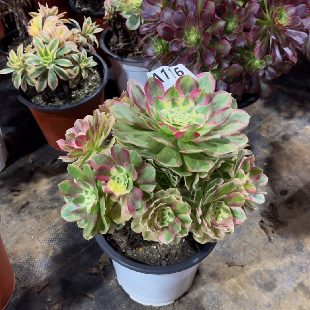 多肉植物玉姿116多肉