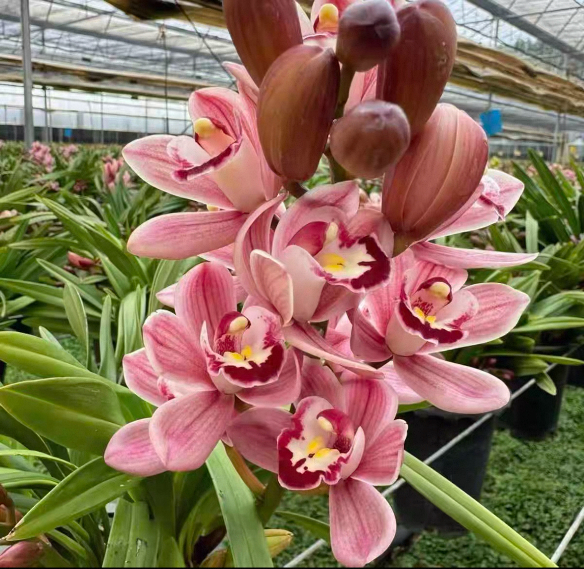【新疆包邮】报岁年宵花兰花盆栽带花苞精品年宵花名贵兰花四季开花