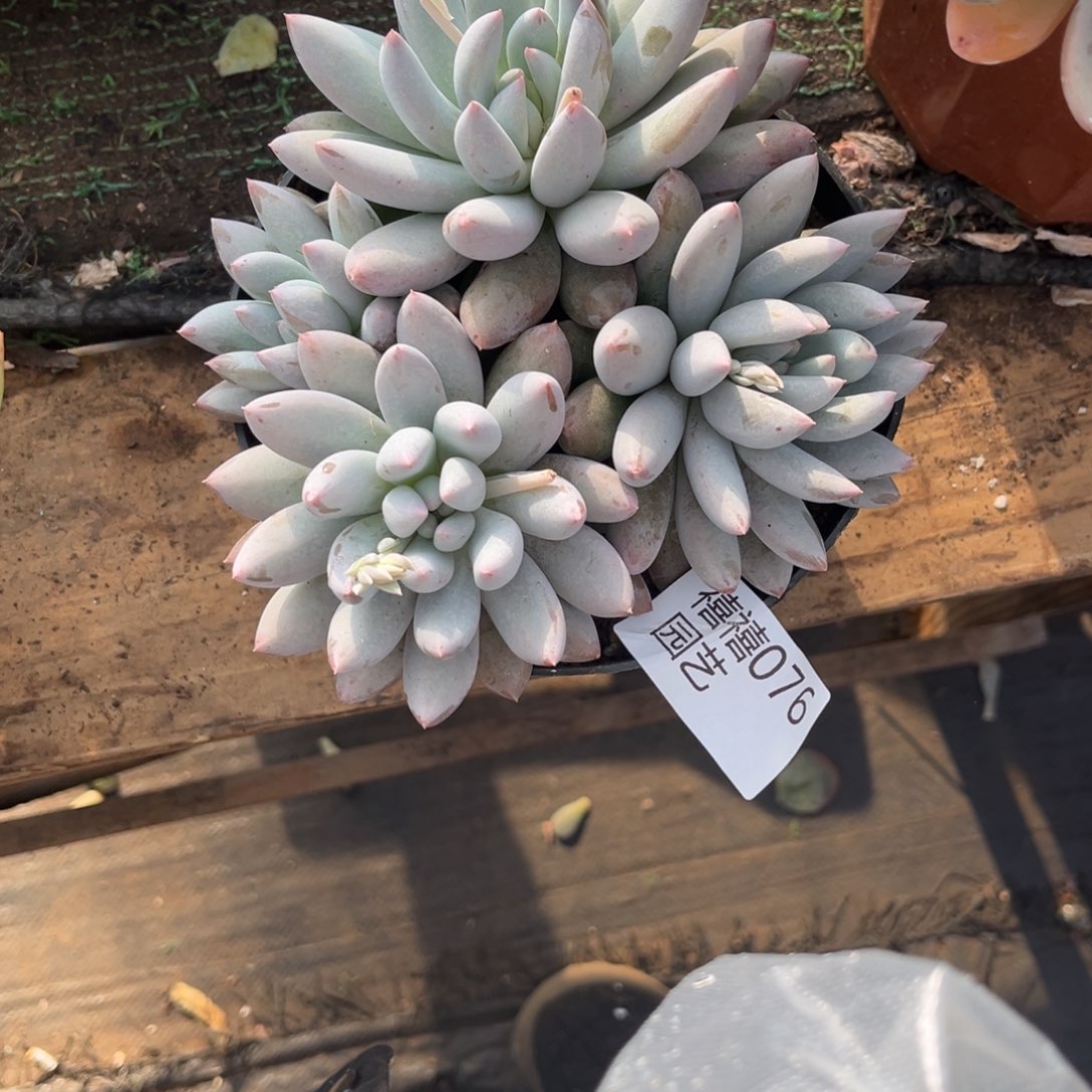 ****了076所罗门多肉植物