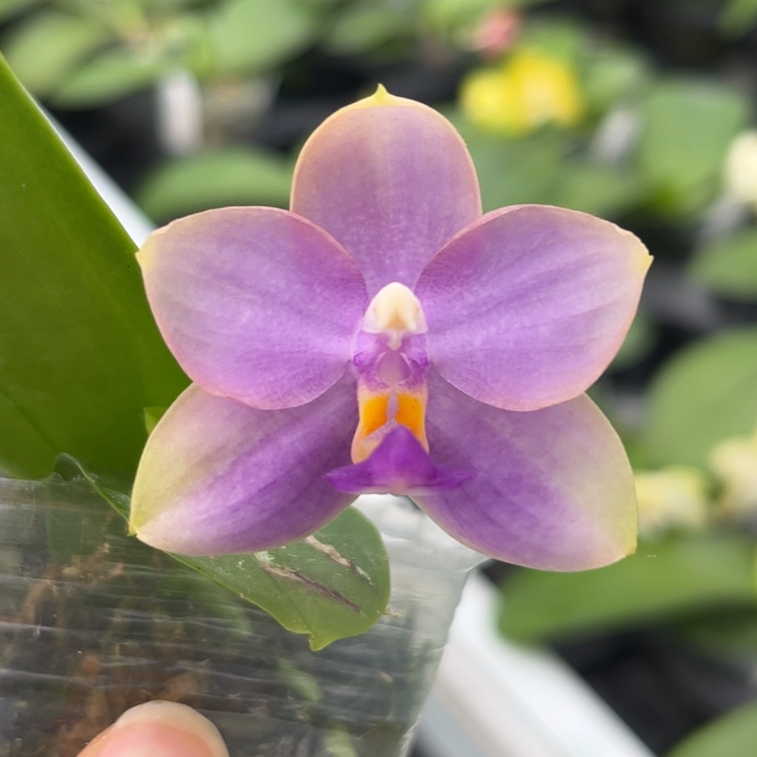 完全开放紫云开花株