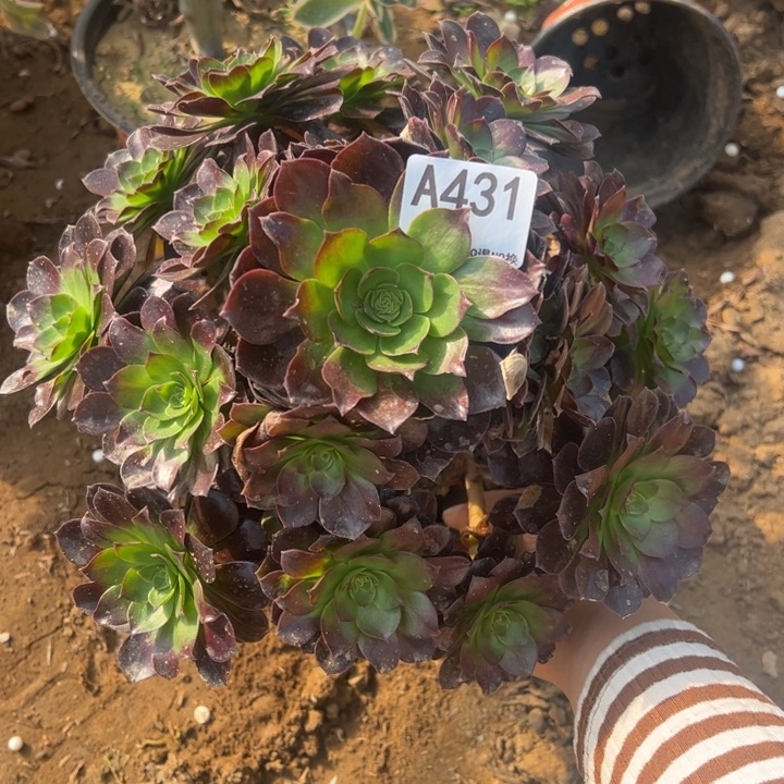 黑魔多肉植物431.