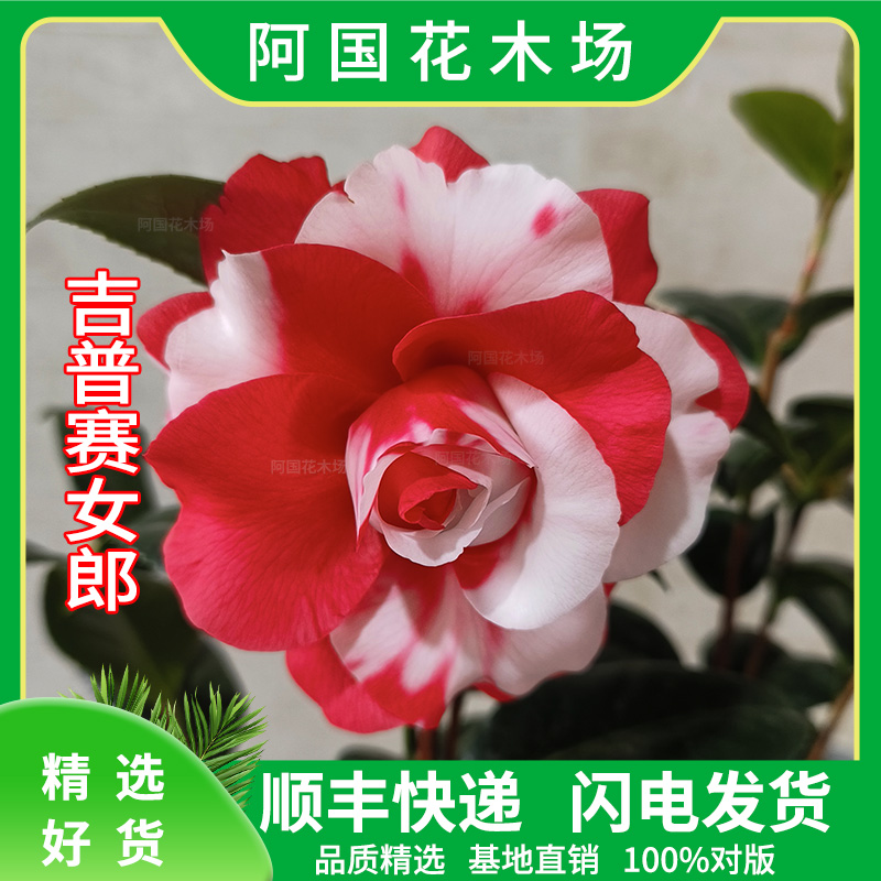 吉普赛女郎复色精选名贵嫁接品种盆栽山茶花阳台庭院别墅绿植花卉