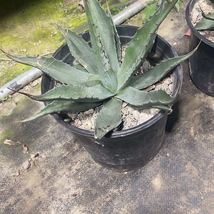 无花朵蒙塔娜357899