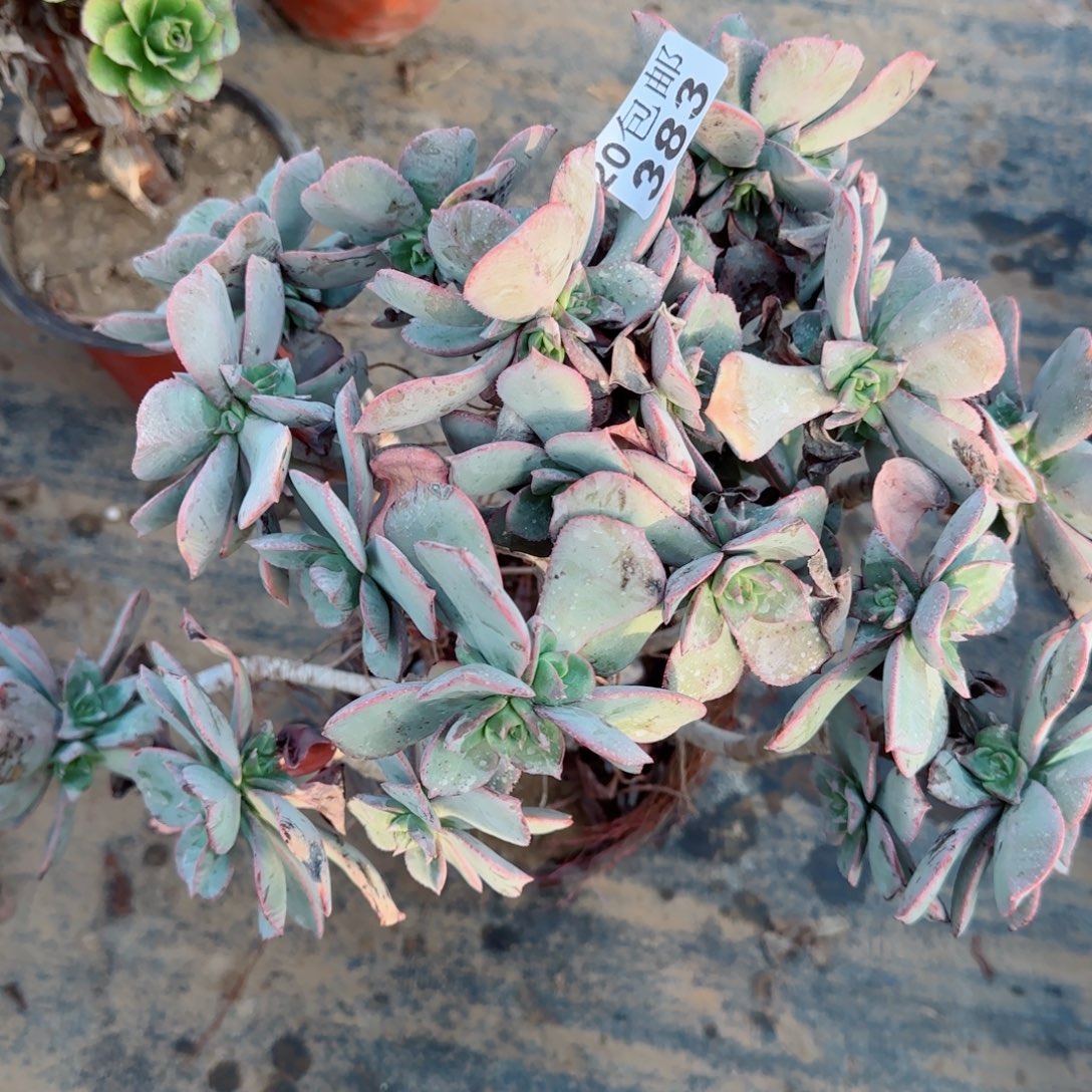 粉仙桃多肉383满20包邮断枝不包会氧化黑斑