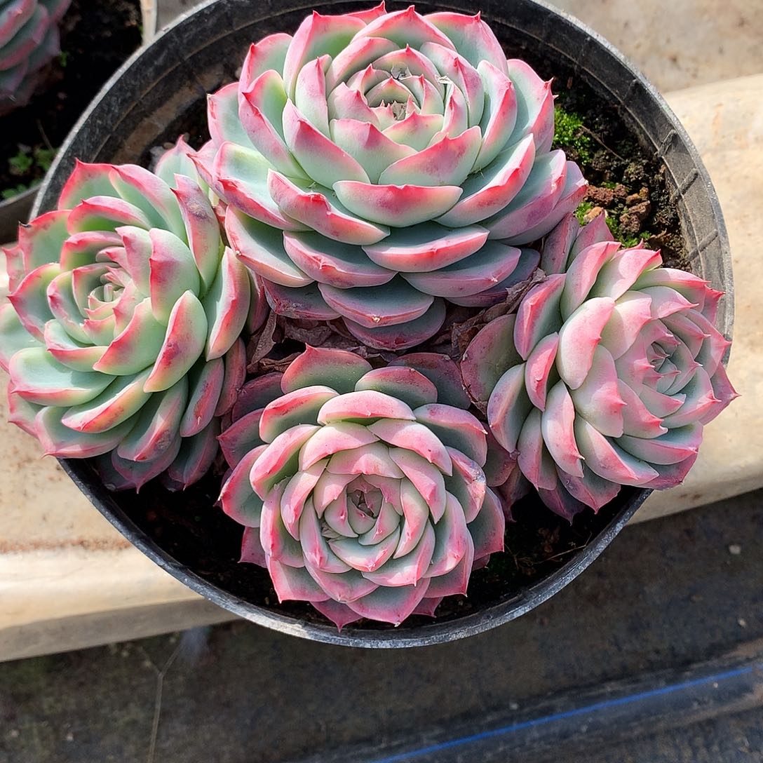 鱼*侧影多肉一物一拍