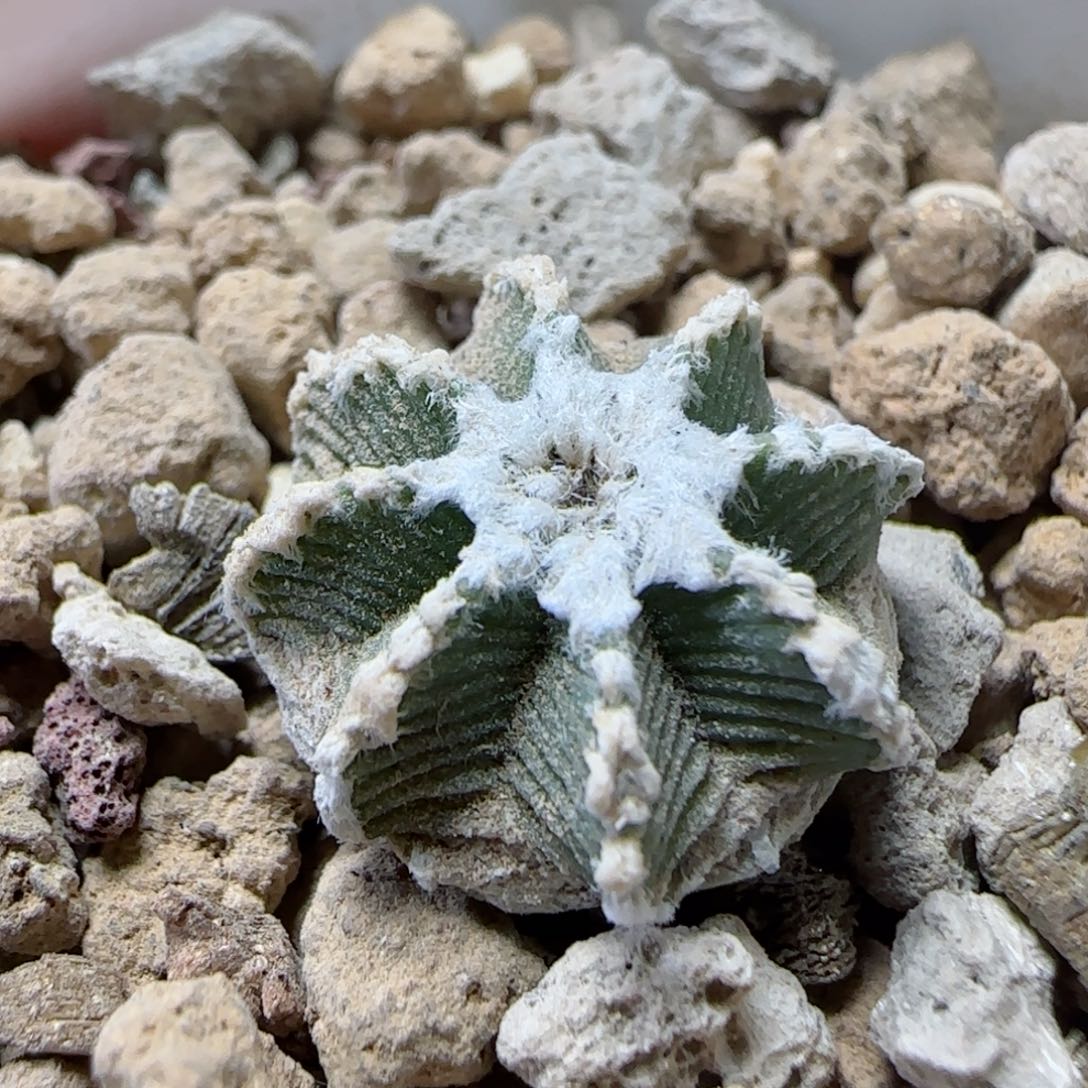 实生1.7厘米辛顿花龙多肉