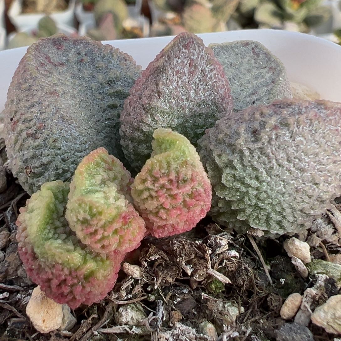 实生新品多肉植物水泡多肉植物