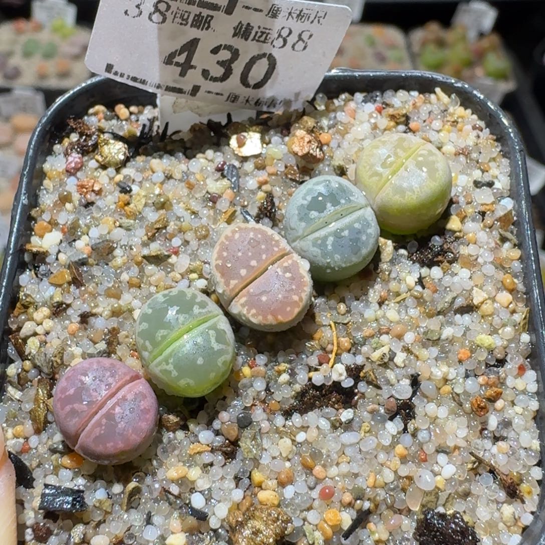 Sss精品生石花430