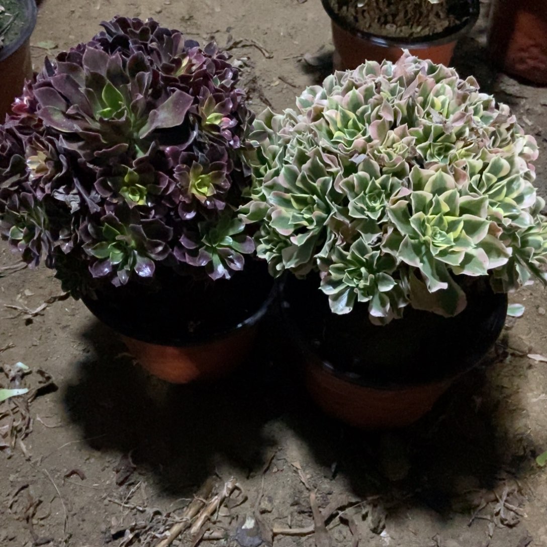 南***玛25号两颗不重复法师