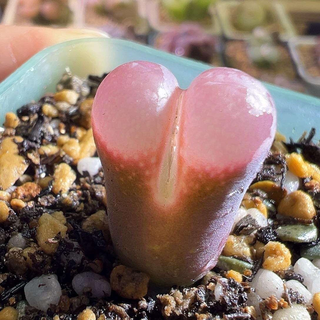 360# 鲑鱼粉1089。         