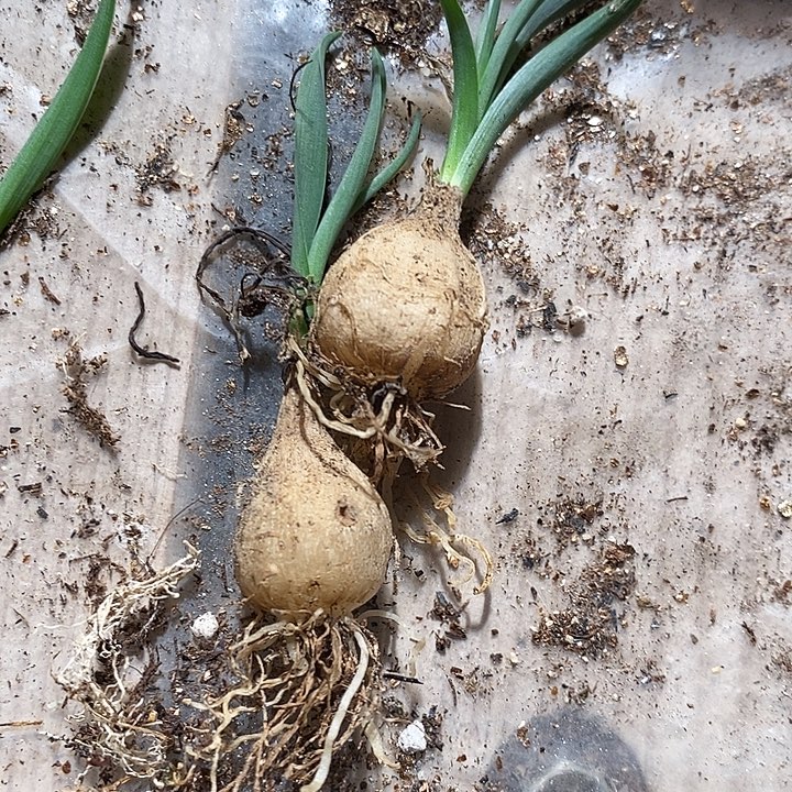 宽叶弹簧草一颗。   