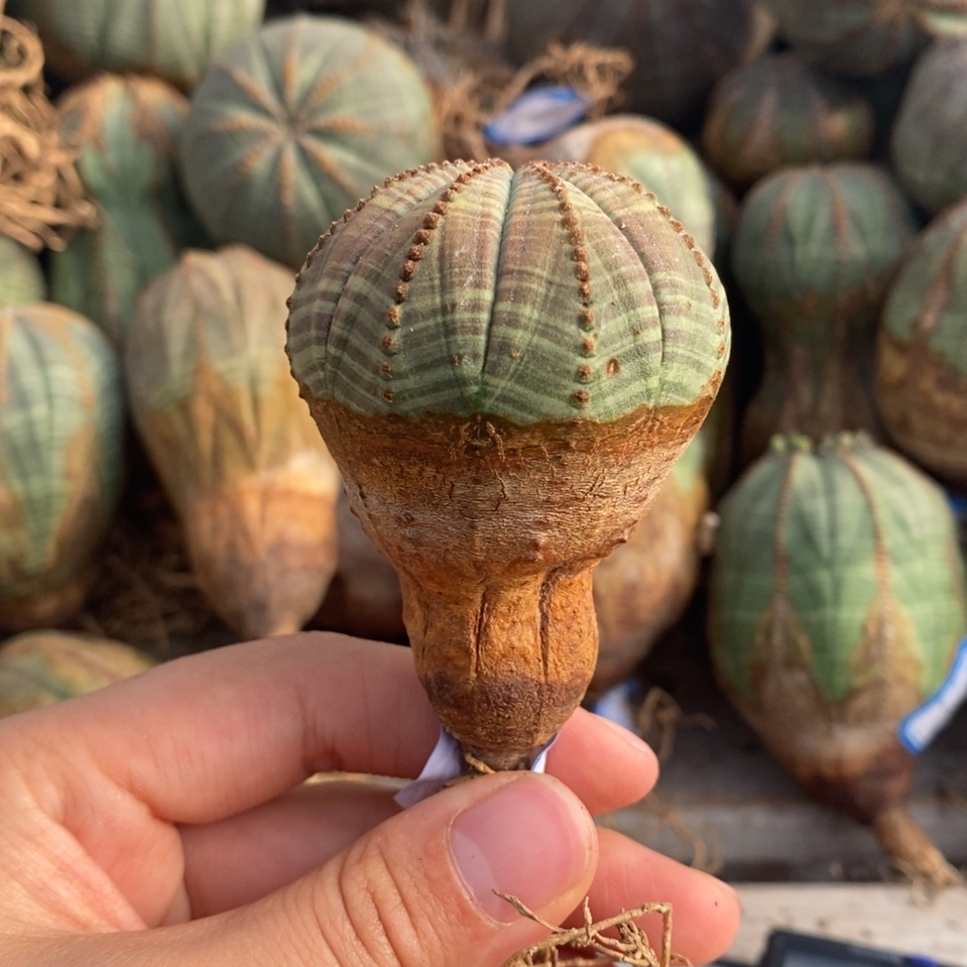 9欧系实生布纹球一物一拍