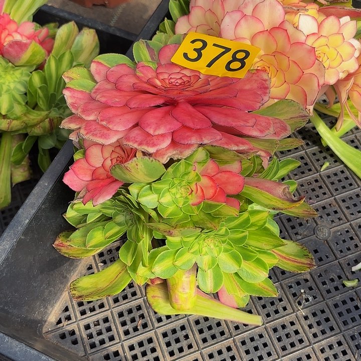 多肉植物知否378