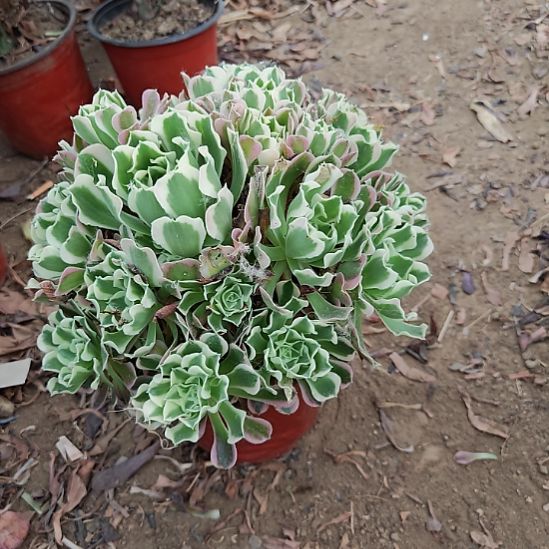 白凤法师加急发货7