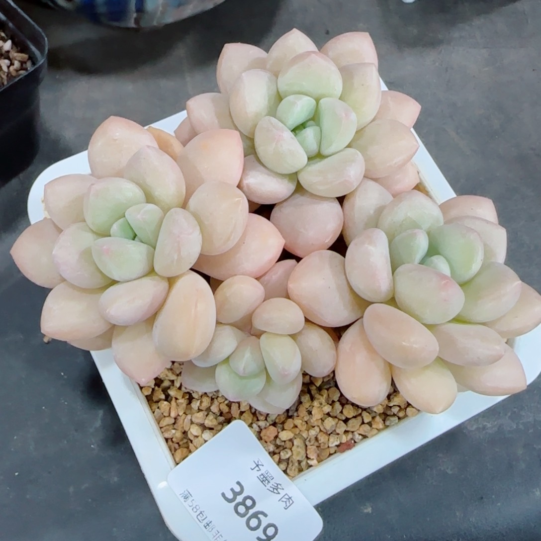 泡泡糖无砍，3869多肉植物