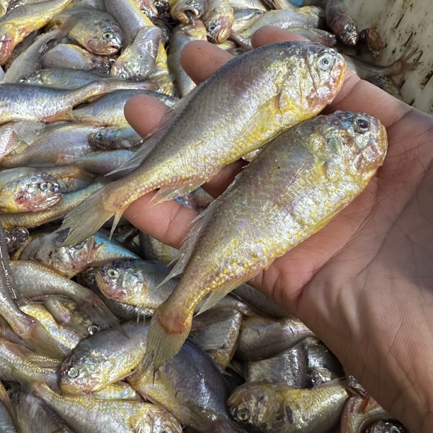 野生海捕梅童鱼4斤（大头宝）顺丰包邮