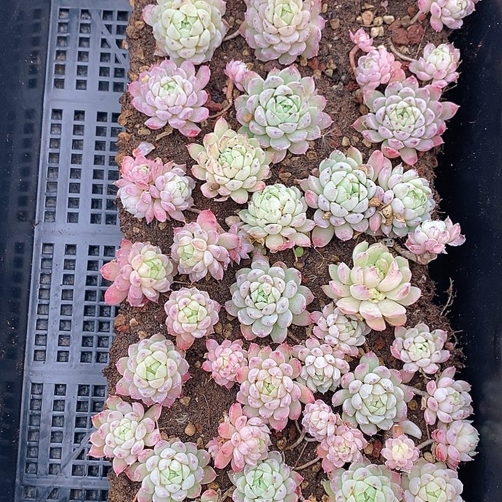 88 多肉植物盆栽花卉植物