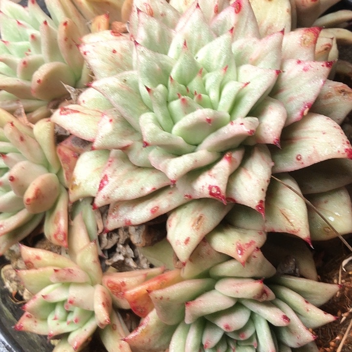 o**星103///////////////////