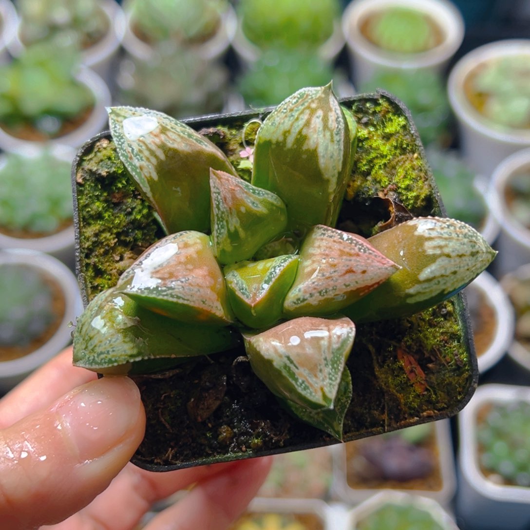 铜雀台玉露多肉多肉1