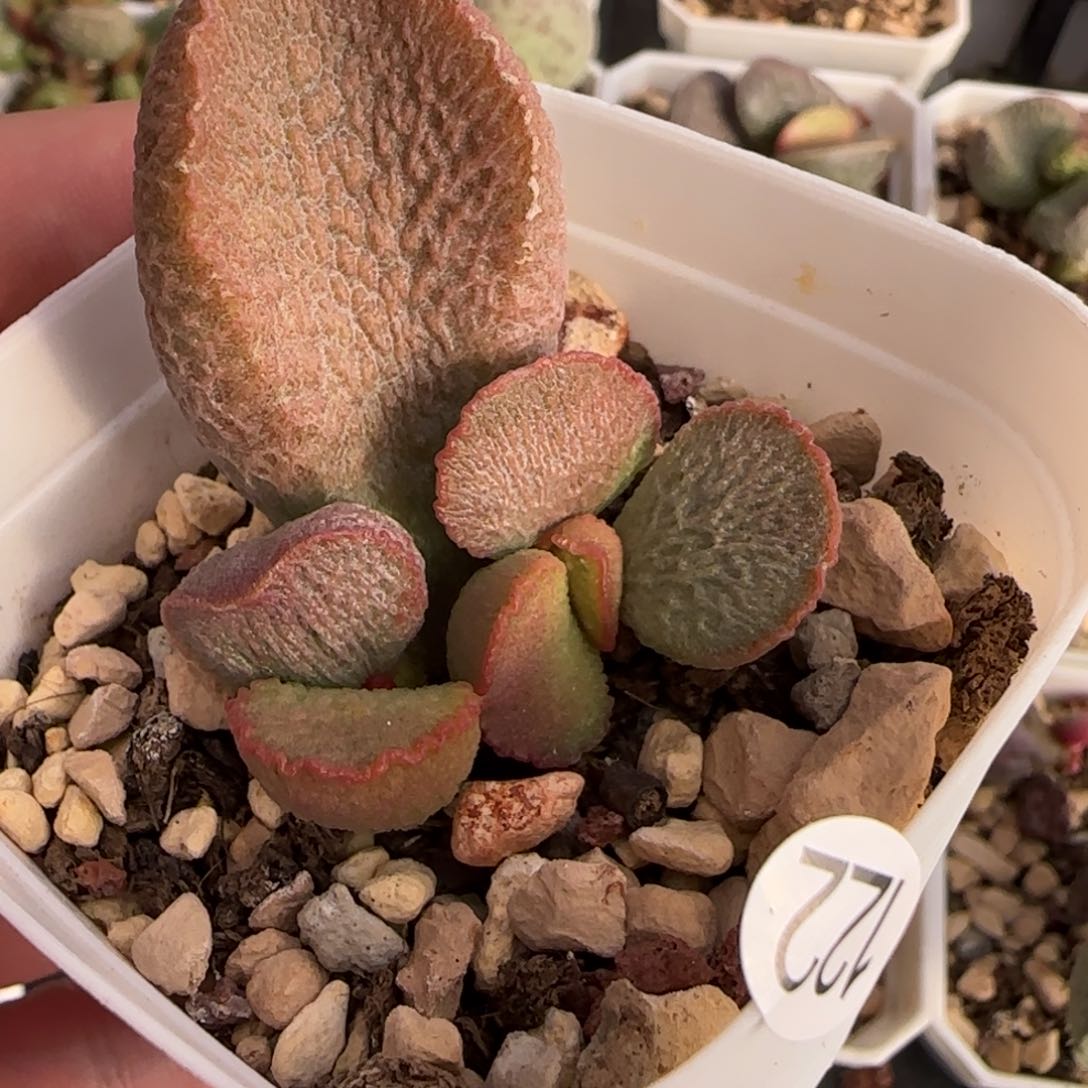 龙鳞磨砂蛋多肉植物水泡