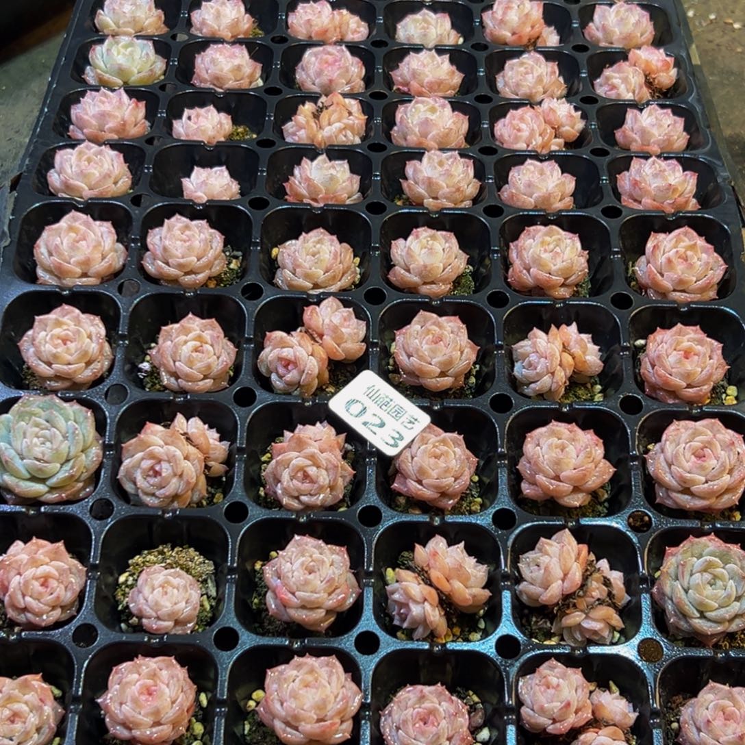 023多肉葡萄多肉葡萄柚的味道也