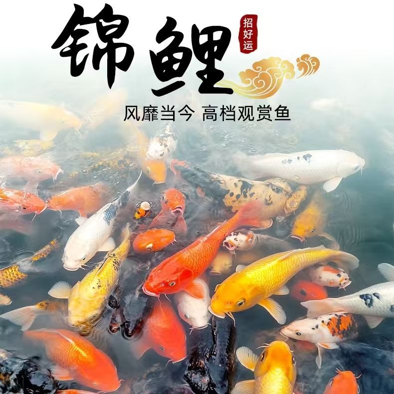 201-300号渔场直销普身包邮包活