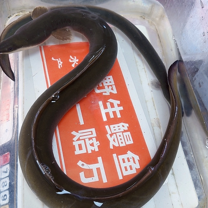 野生鳗鱼一斤八两多