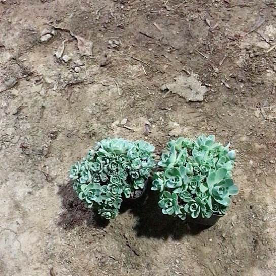尘***月山地玫瑰二棵多肉植物30