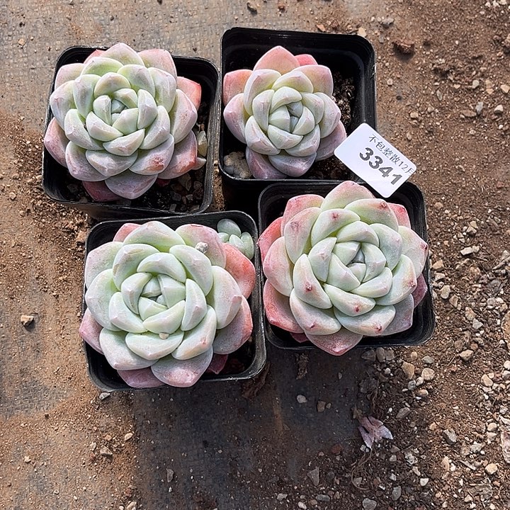 阿雅园艺。     3341