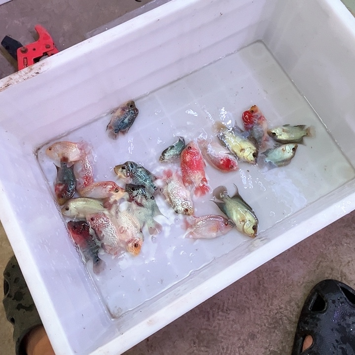 罗汉鱼1条1919191919