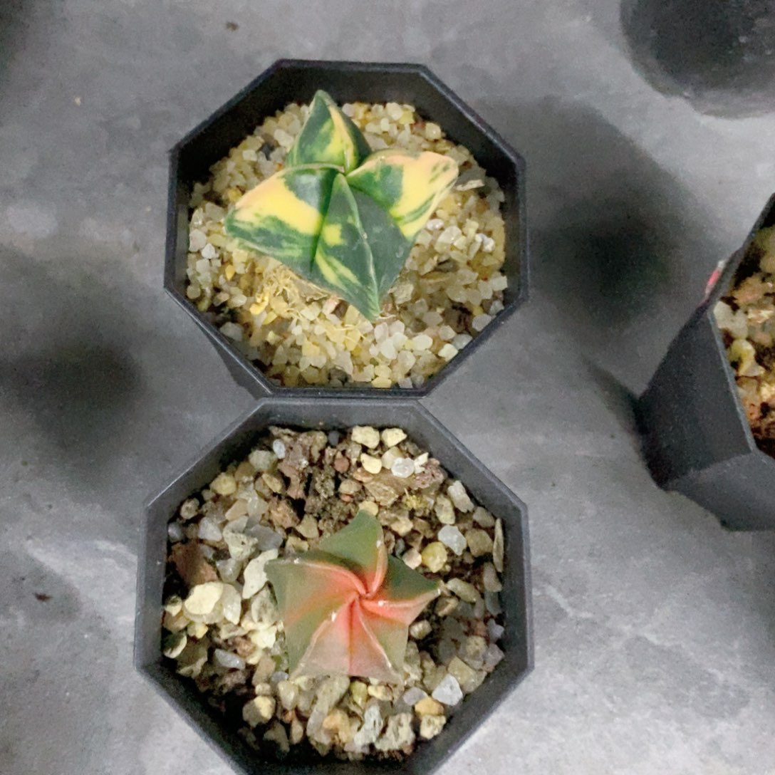 柳***絮仙人球两个带盆土