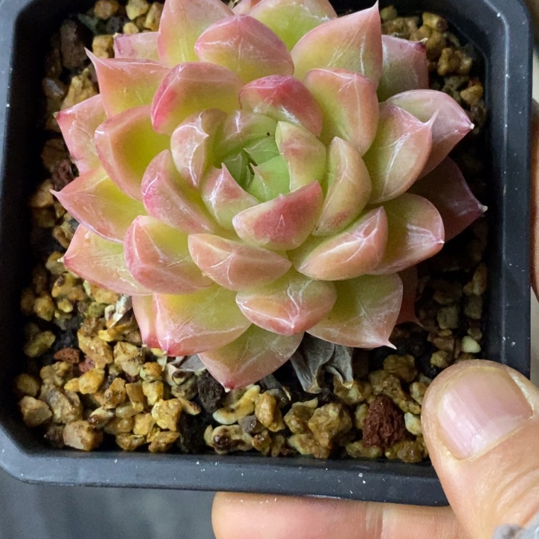 精品多肉一物一拍不包整447