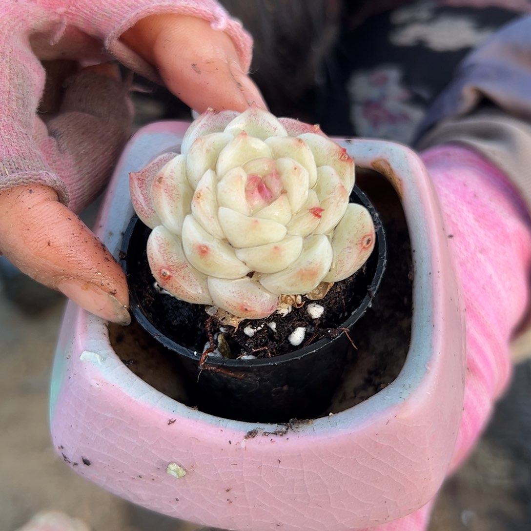 多肉植物多肉植物