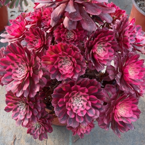 多肉植物铜壶白锦。