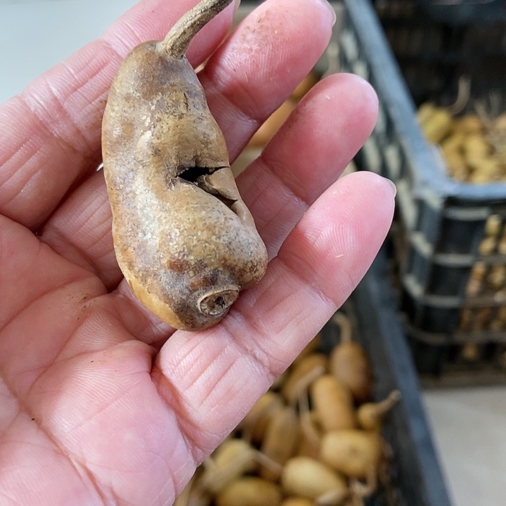 久**逢d sh d k d j j s d