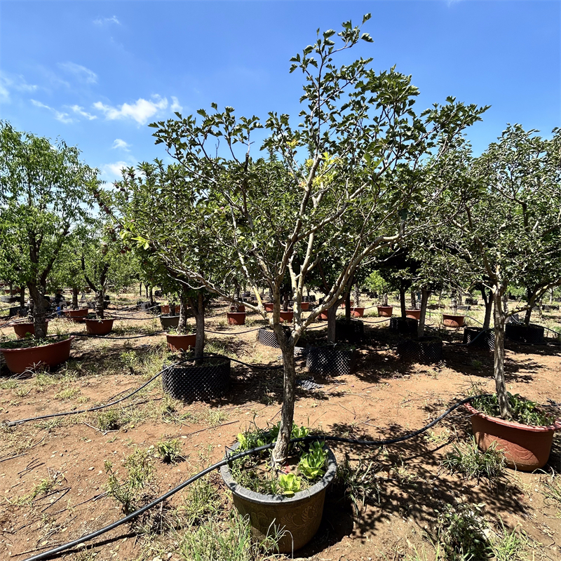 精品造型山楂树果苗老桩地栽庭院观景植物南北方高端果树一物一拍