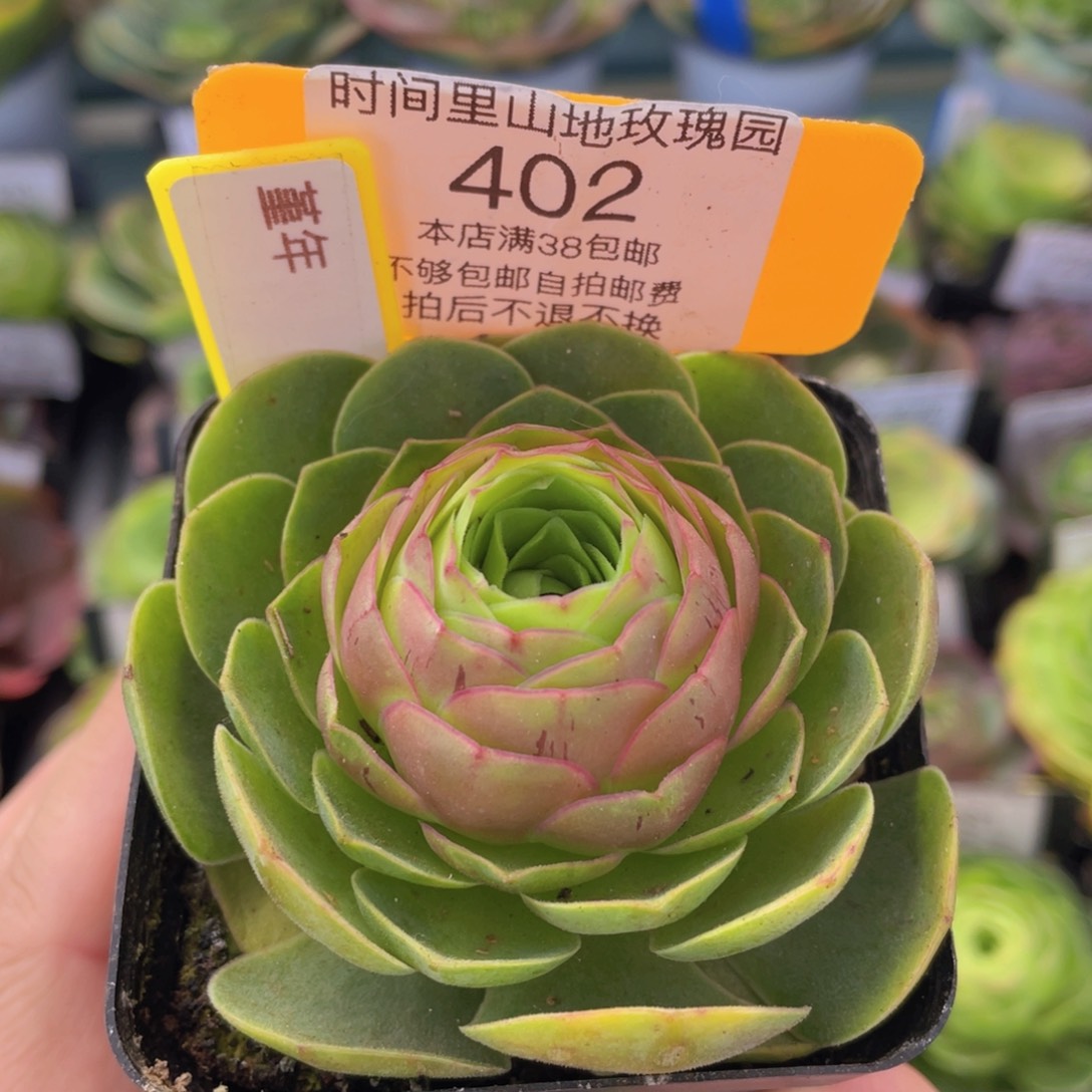 堇年新年福利402一物一拍