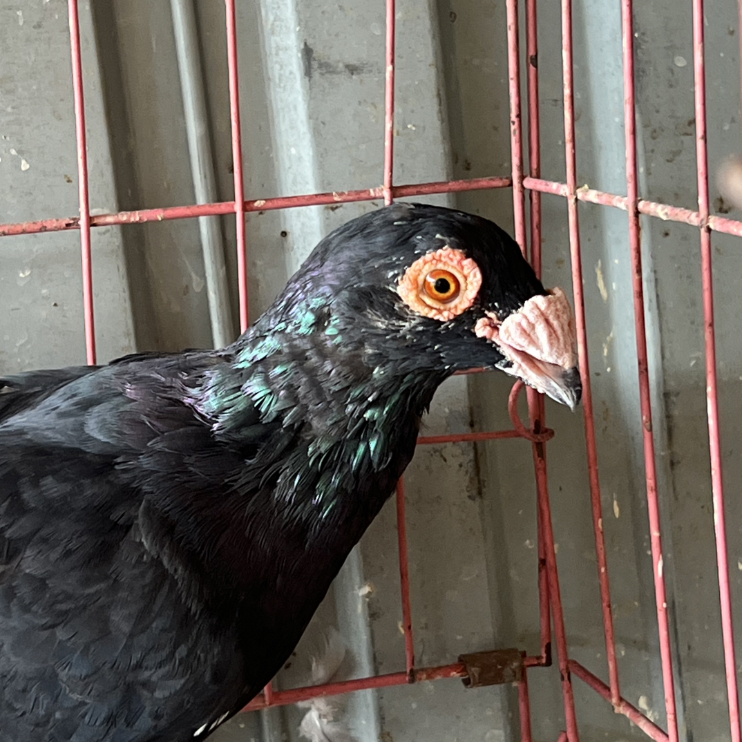 纯黑大鼻泡种鸽一对体大壮实鸽子