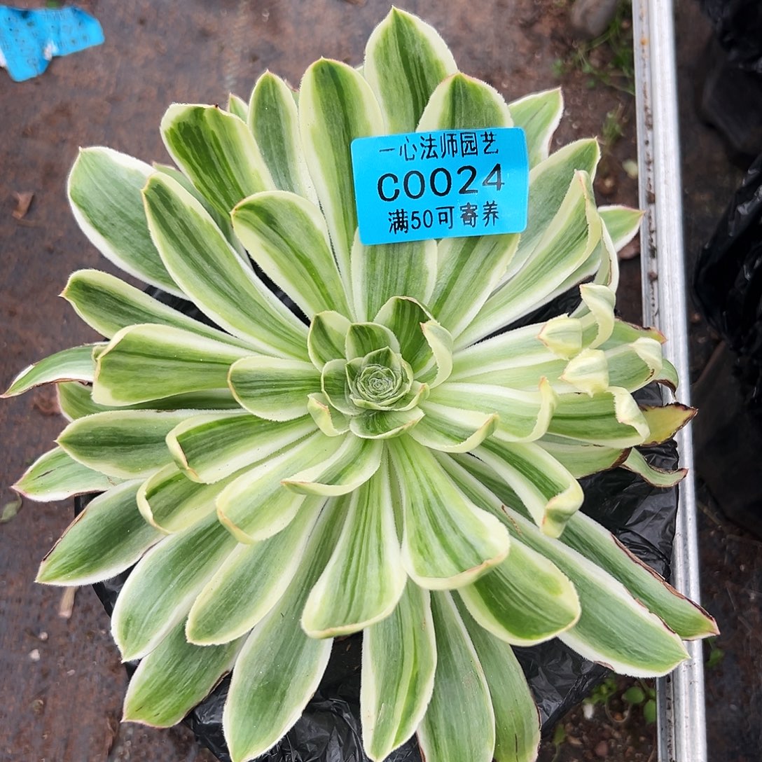 多肉植物0024白露法师