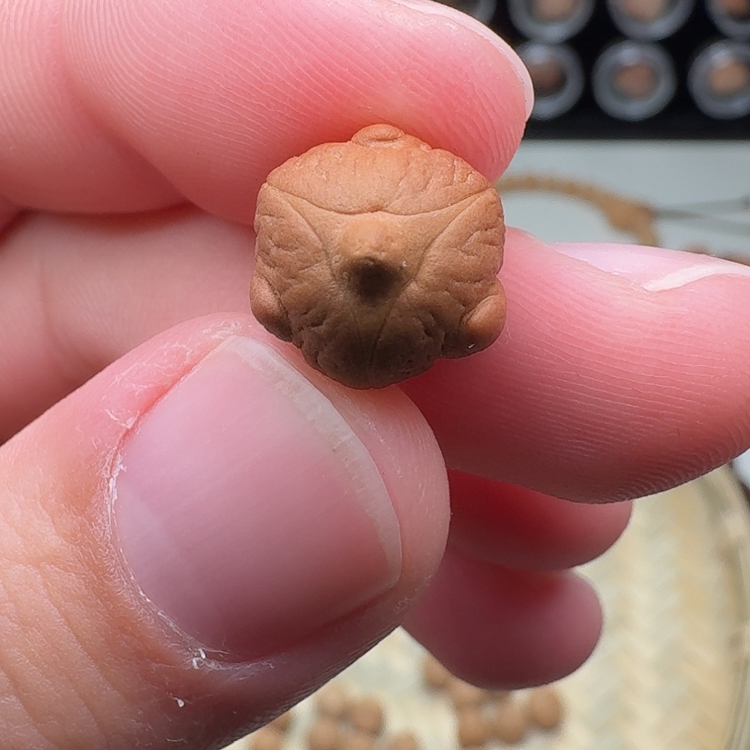 凤眼菩提吊坠小飞鸟