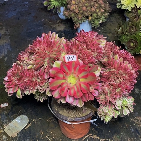 粉女巫缀化法师41