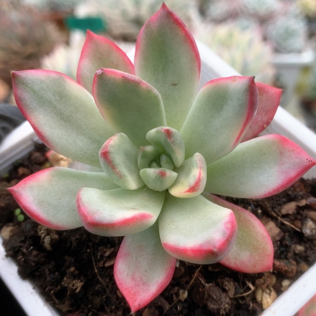 045金牛座锦锦锦锦锦锦