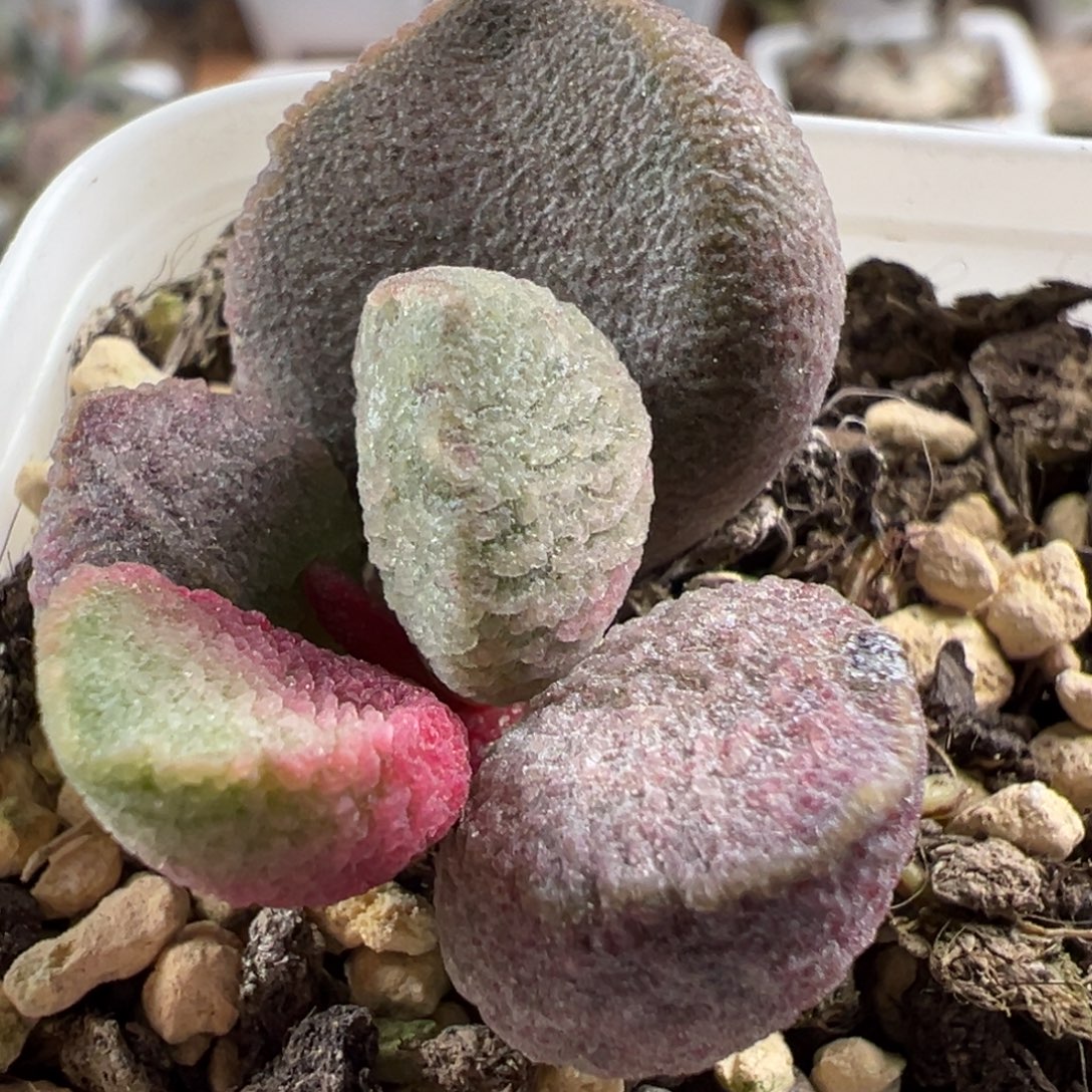 实生大苗多肉植物水泡多肉植物