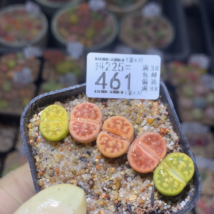 精品生石花225.461