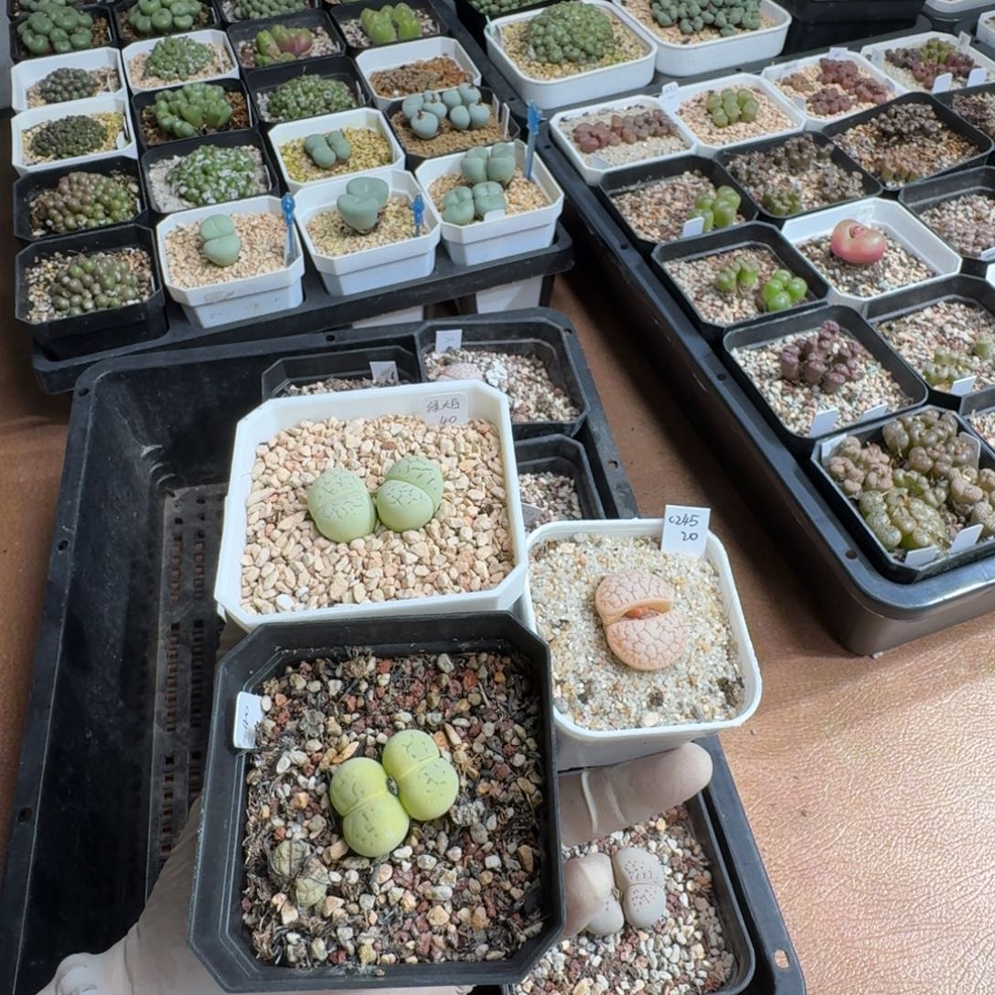 清***u1222-018生石花花花