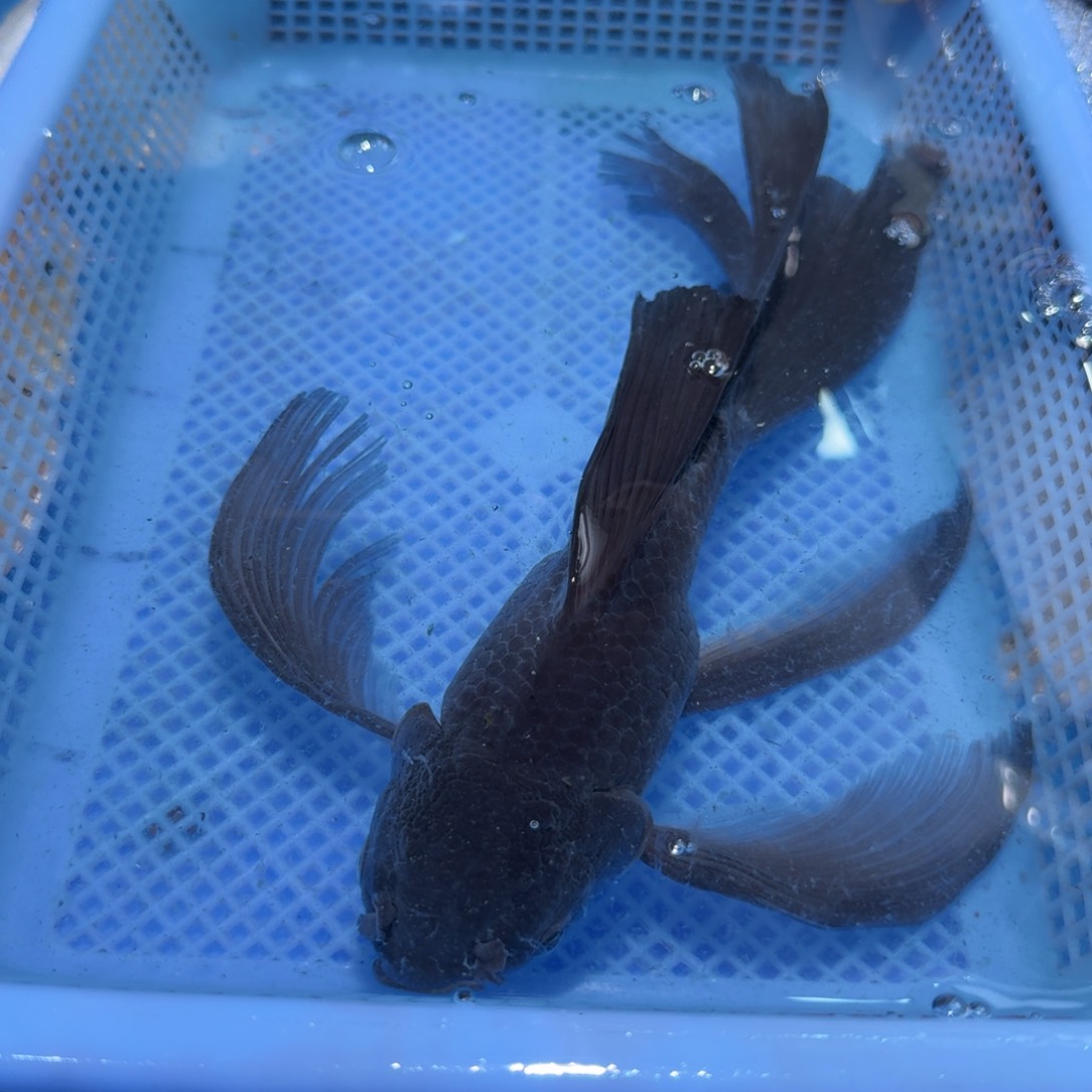 蝴蝶里观赏鱼墨蝶微瑕