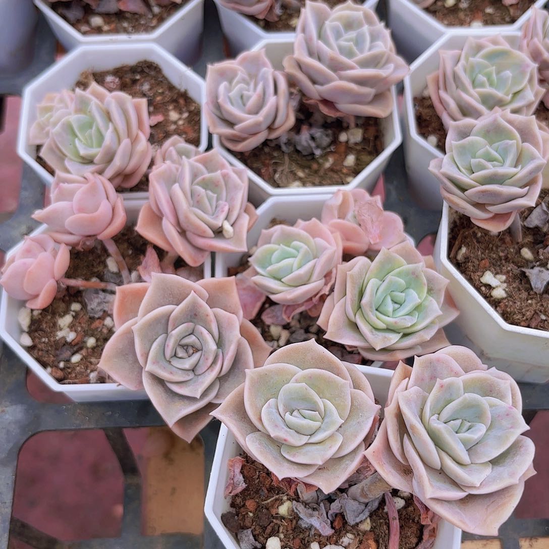 精品可爱玫瑰多肉植物